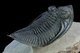 Zlichovaspis Trilobite - Stunning Preparation #125093-5